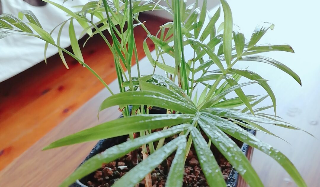 テーブルヤシ ９月の講座スケジュール