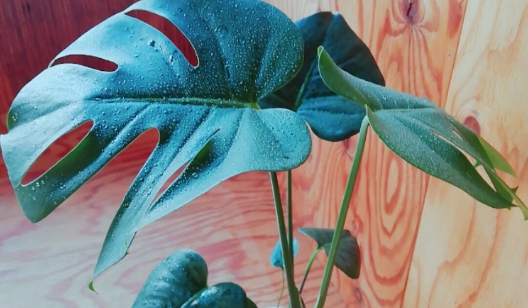 モンステラ　ハワイでは「希望の光を導く」と云われているそうです。花言葉は「嬉しい便り、壮大な計画」