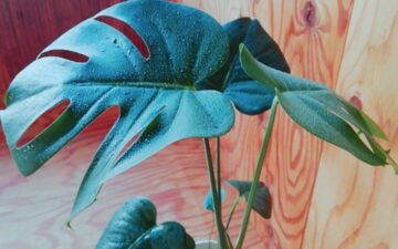 モンステラ ハワイでは「希望の光を導く」と云われているそうです。花言葉は「嬉しい便り、壮大な計画」