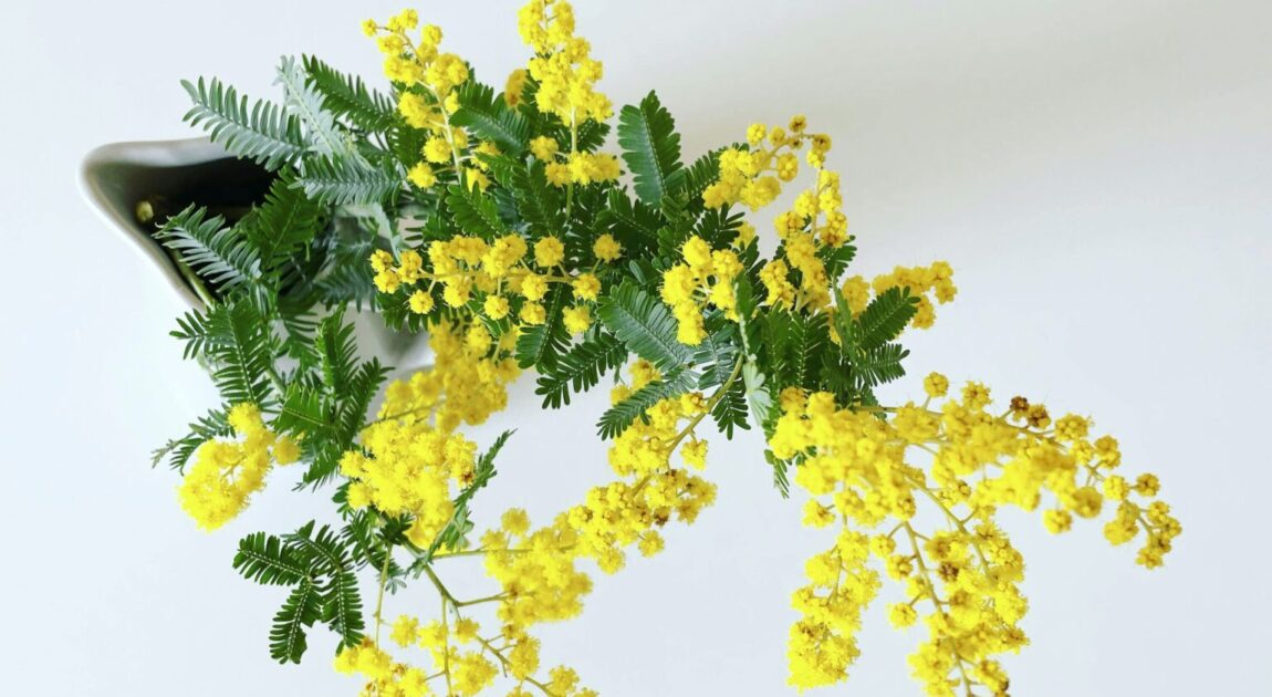 私が自己肯定力を学んだ理由【自己紹介】