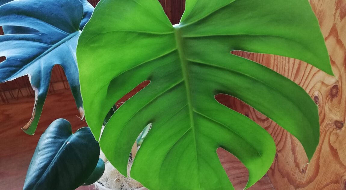 モンステラ　新芽も大きくなりました