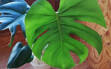 モンステラ 新芽も大きくなりました