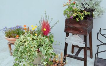 ハロウィンかぼちゃ