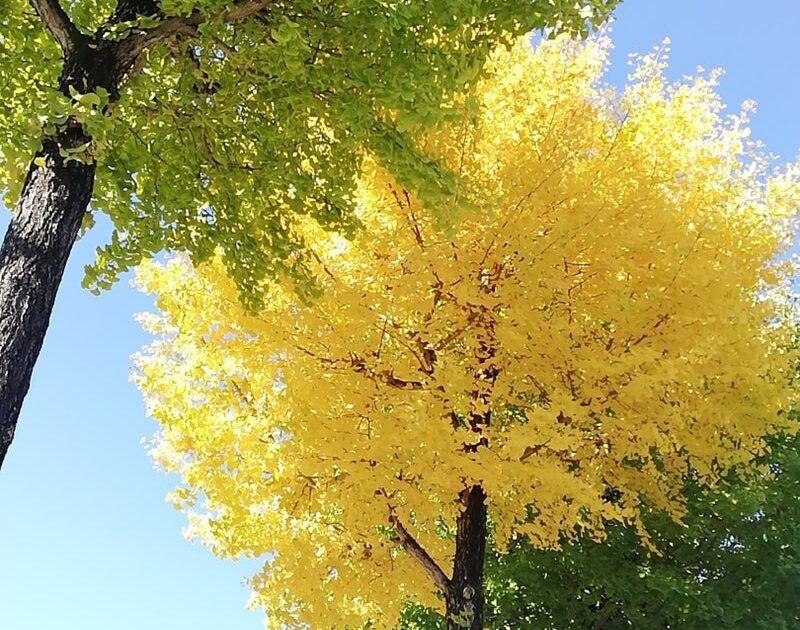 イチョウ黄葉