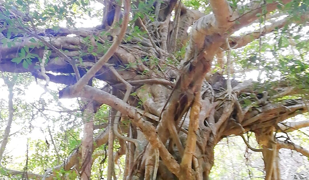 ガジュマルの木根