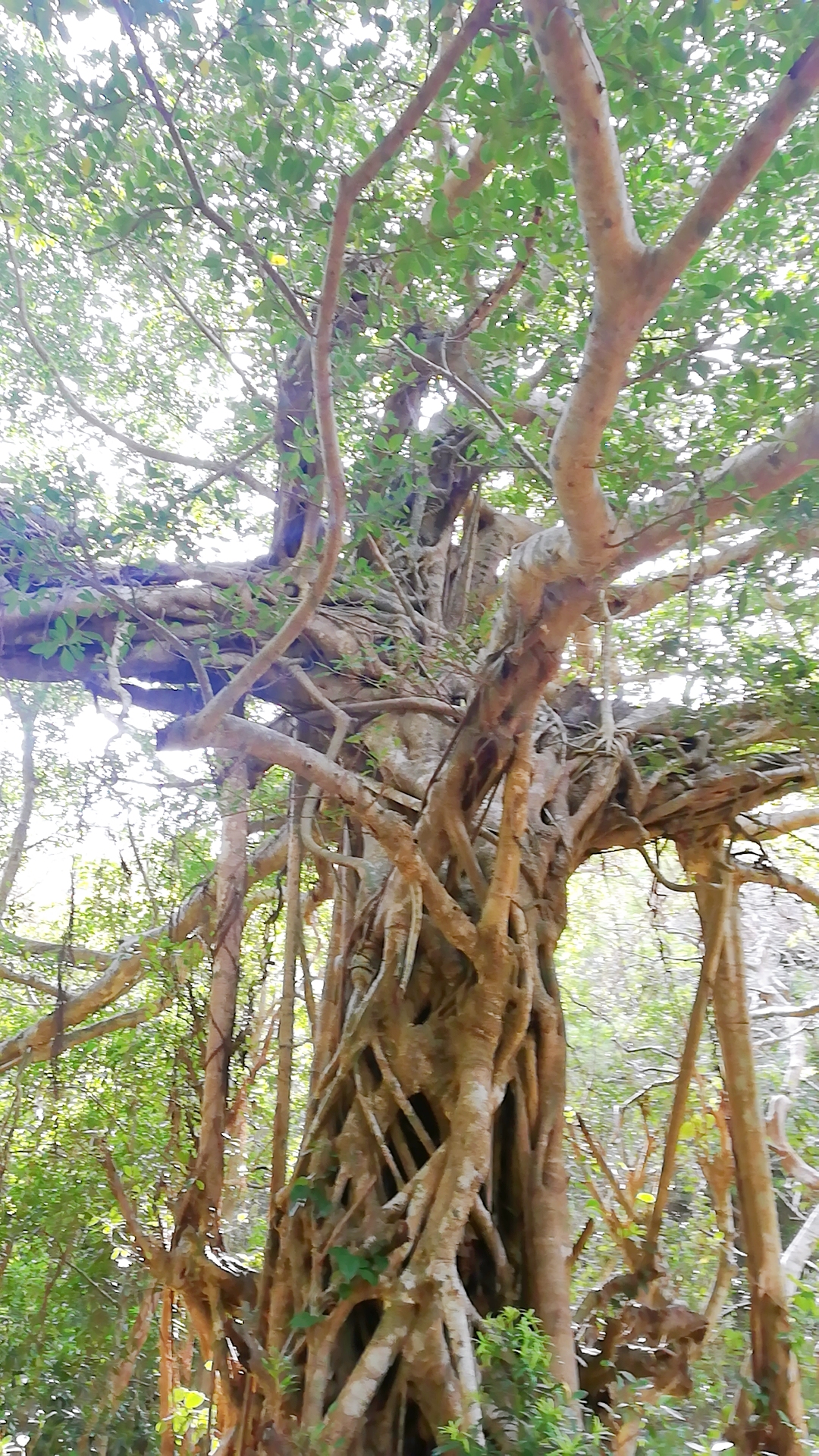 ガジュマルの木根
