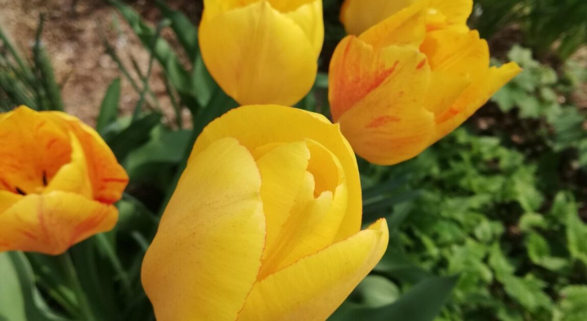 自己肯定力で花開く