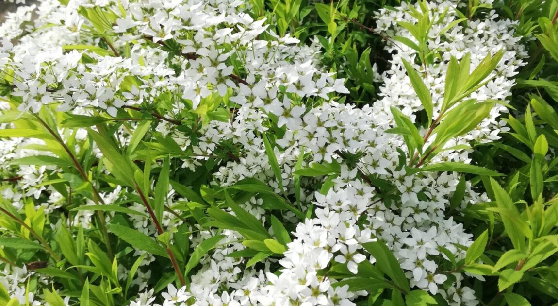 持続化補助金はじまるよ