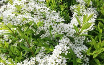 持続化補助金はじまるよ