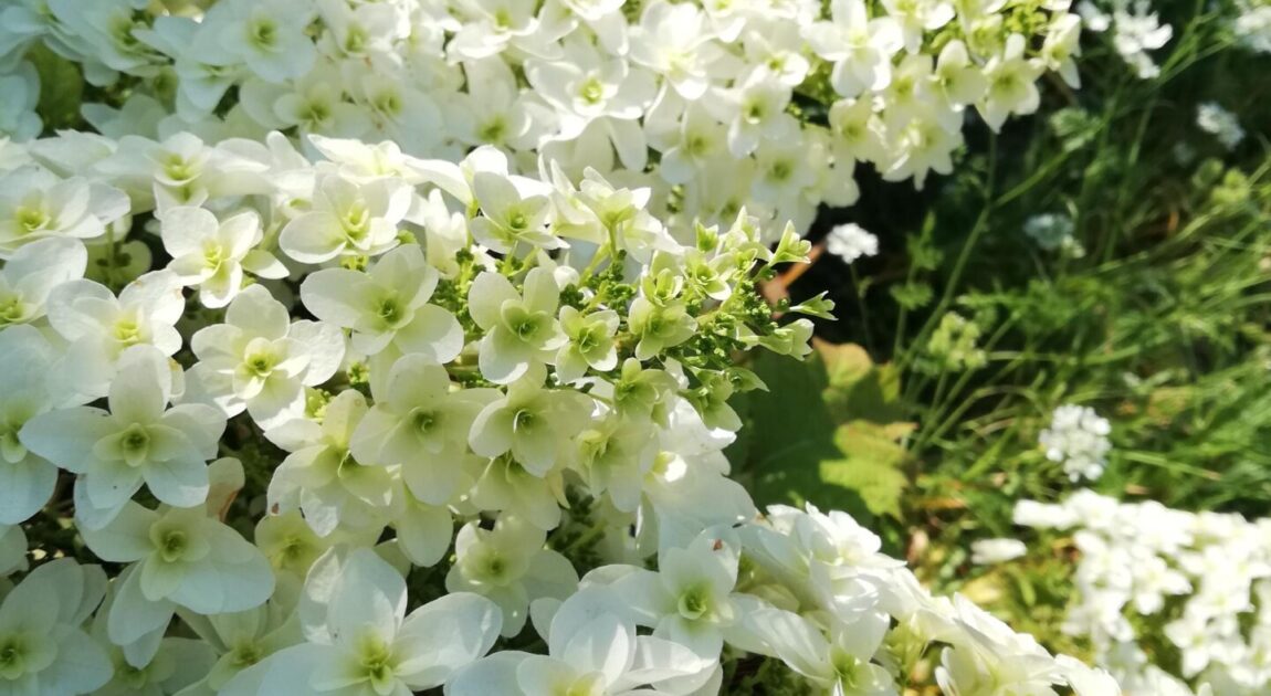 【自己肯定力】講座の予定（2024年7月）柏葉アジサイ