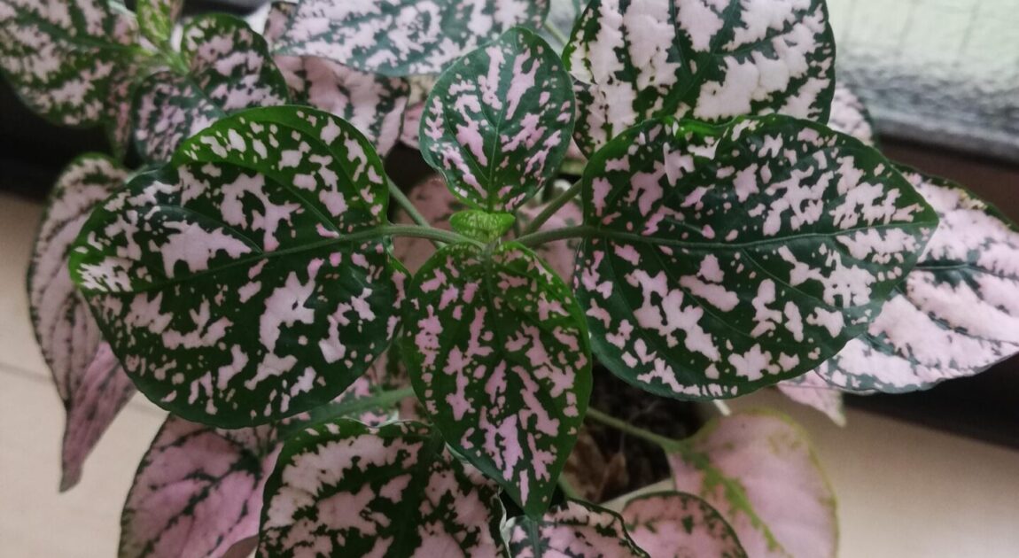 2024年8月自己肯定力　講座予定