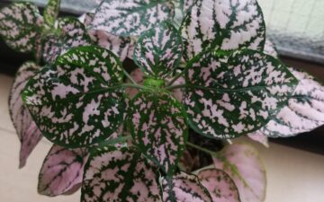 2024年8月自己肯定力 講座予定