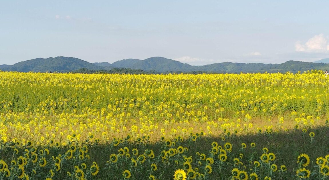 残暑お見舞い申し上げます 2025夏