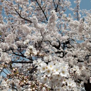 2026年4月～【自己肯定感】講座予定