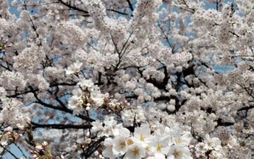 2026年4月～【自己肯定感】講座予定