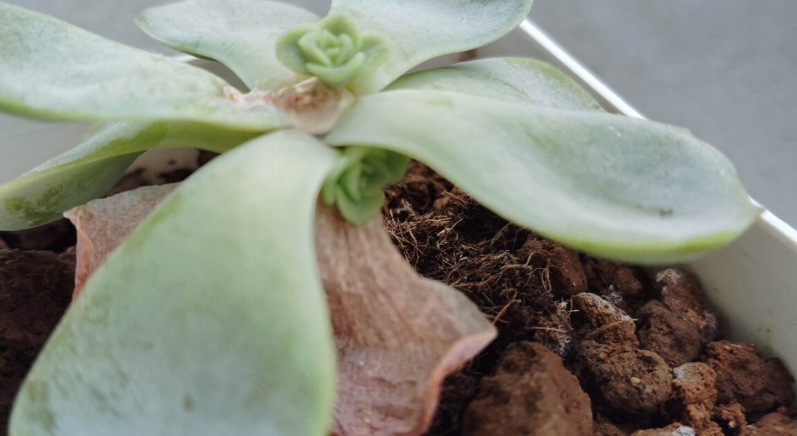 観葉植物のある暮らし