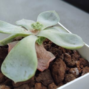 観葉植物のある暮らし