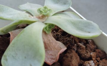 観葉植物のある暮らし