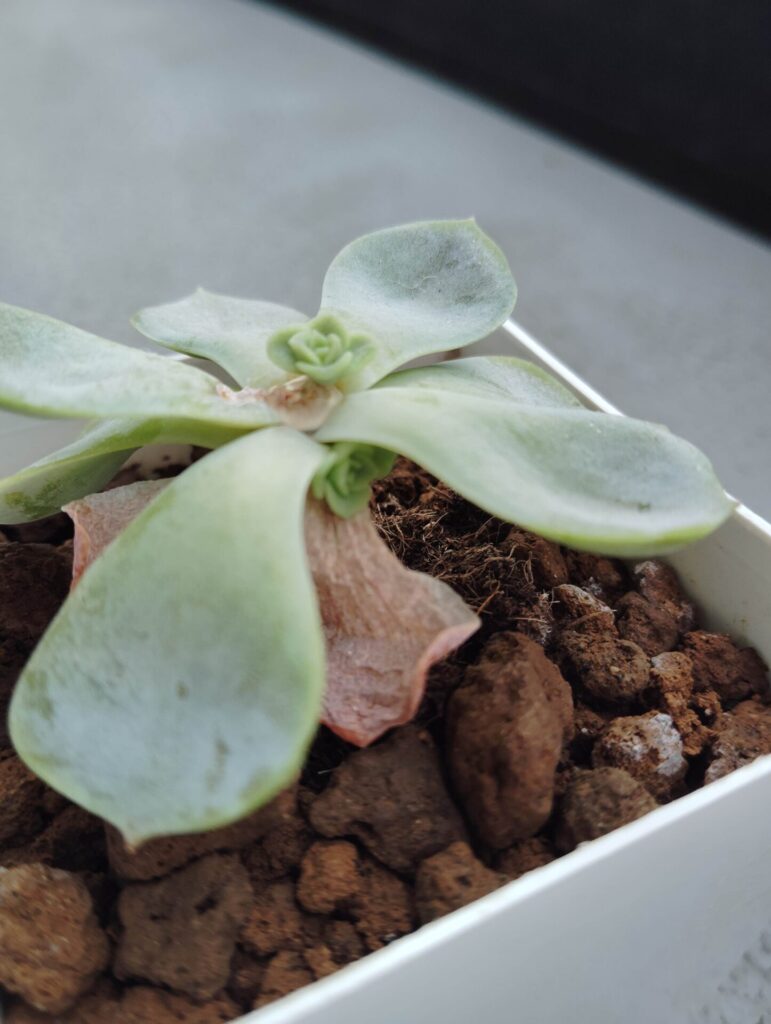 観葉植物のある暮らし